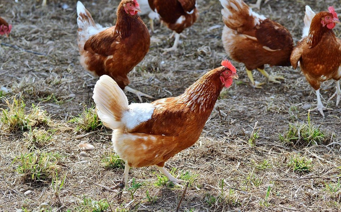 Caixa de Ovos caipira na mesa de madeira, com uma Galinha ao fundo